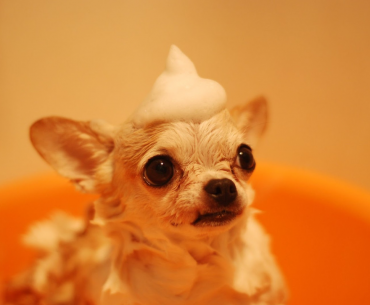 starting a dog grooming business guide chihuahua bathing