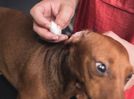 a pet groomer gently cleans a brown dachshundsears with cotton balls soaked with an ear