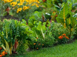 beautiful garden with leafy vegetables and bright colored flowers