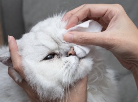 cleaning persian chinchilla cats eyes with cotton pad cats eyes healthy prevention of eyes