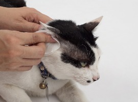 cleaning the cats ears with ear wipes help relieve itching and reduce odors