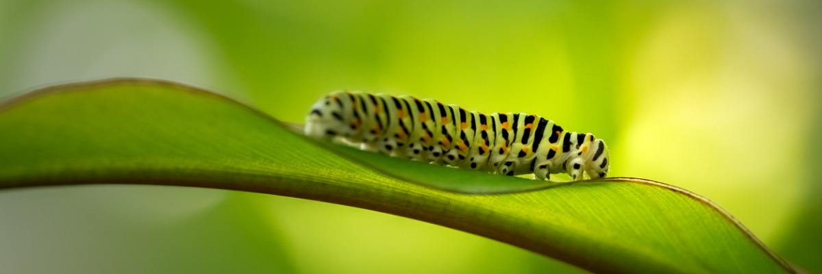 close up of a green caterpillar on a green leaf