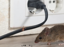 closeup mouse sits near chewed wire in an apartment kitchen on the background of the wall
