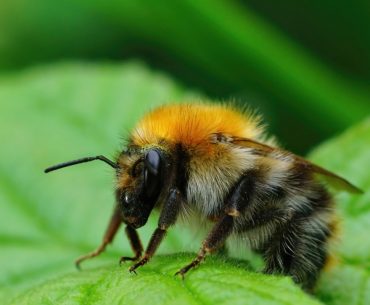 closeup shot of a queen common carder bee bombus pascuorum resting on a green leaf
