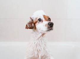 cute lovely small dog wet in bathtub clean dog with funny foam soap on head pets indoors