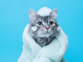 funny wet gray tabby cute kitten after bath wrapped in green towel with big eyes just washed