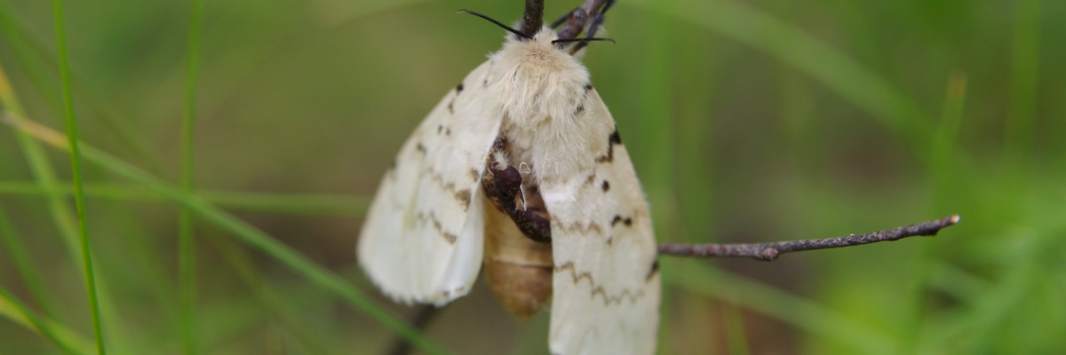 gypsy moth on a twig in a forest