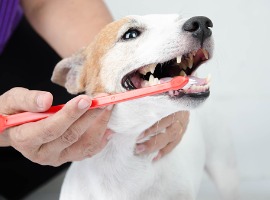 hand brushing dogs tooth for dental care