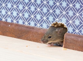 house mouse gets into room through hole in wall