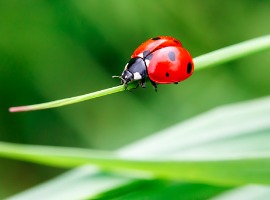 ladybug in the green grass