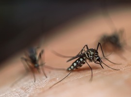 macro photo striped mosquitoes