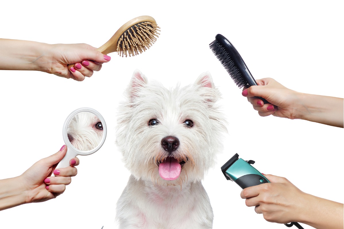 Some Basic Dog Grooming Equipment To Help Get You Started