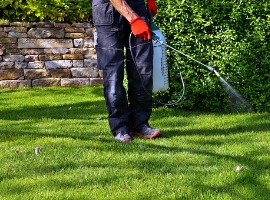 spraying pesticide with portable sprayer to eradicate garden weeds in the lawn weedicide
