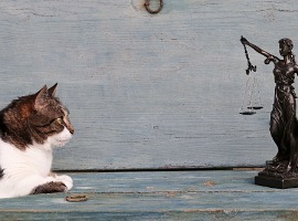 the rights of animals a cat and a justitia figure on a wooden background