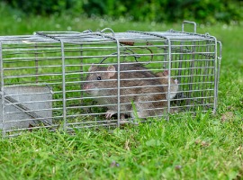 two wild brown rats caught in a humane wire -trap in a garden sett england uk