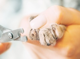 veterinarian trimming claws of cat with clippers