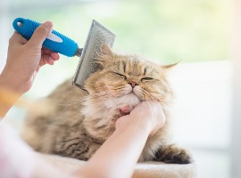 woman using a comb brush the persian cat