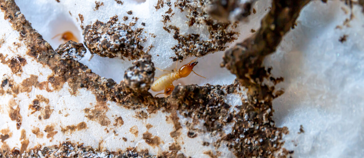 termite treatment blog